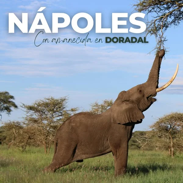 Nápoles con Amanecida — plan de descanso en Eco Hotel Palma Dorada, Doradal